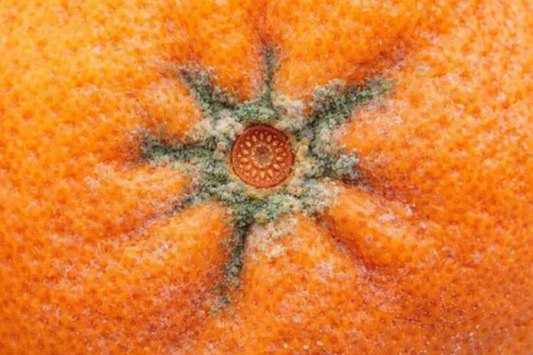 Fiore di ibisco